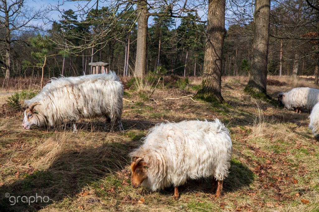 Schapenpark Odoorn - Hotel De Meulenhoek